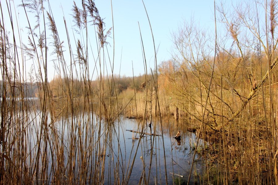 Lokation: Deutschland | Nordrhein-Westfalen | Bergisch Gladbach | Dellbrück Kategorien: See, Datum: 16.02.2015