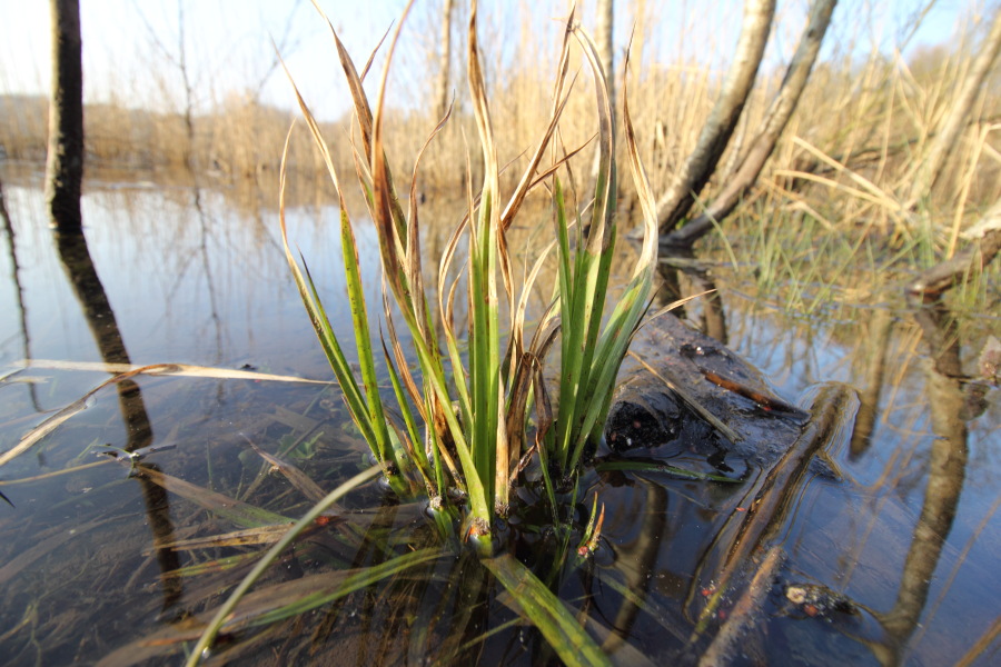 Lokation: Deutschland | Nordrhein-Westfalen | Bergisch Gladbach | Dellbrück Kategorien: See, Datum: 16.02.2015