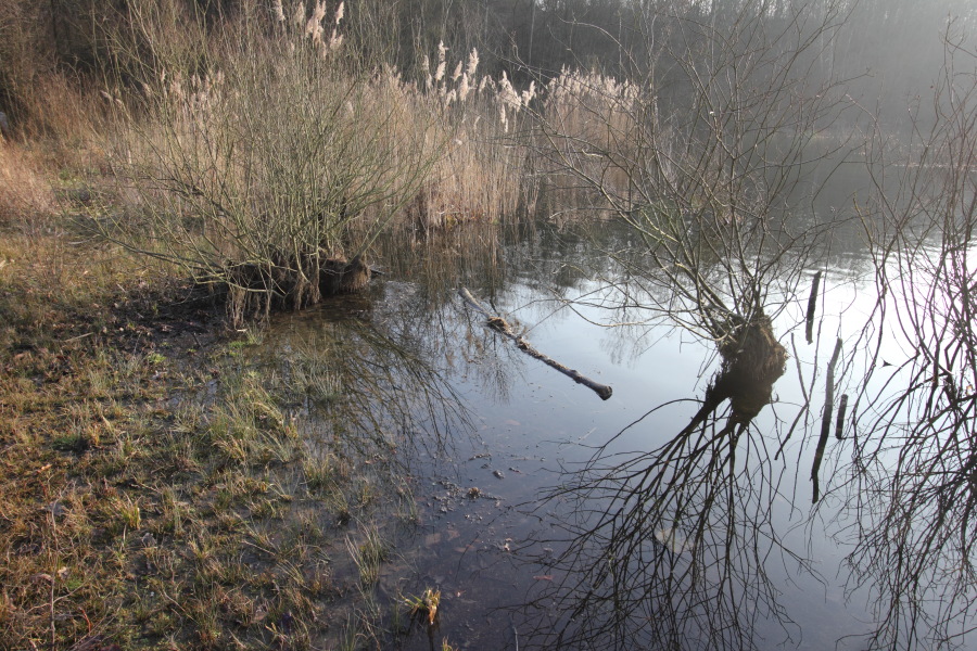 Lokation: Deutschland | Nordrhein-Westfalen | Bergisch Gladbach | Dellbrück Kategorien: See, Datum: 16.02.2015