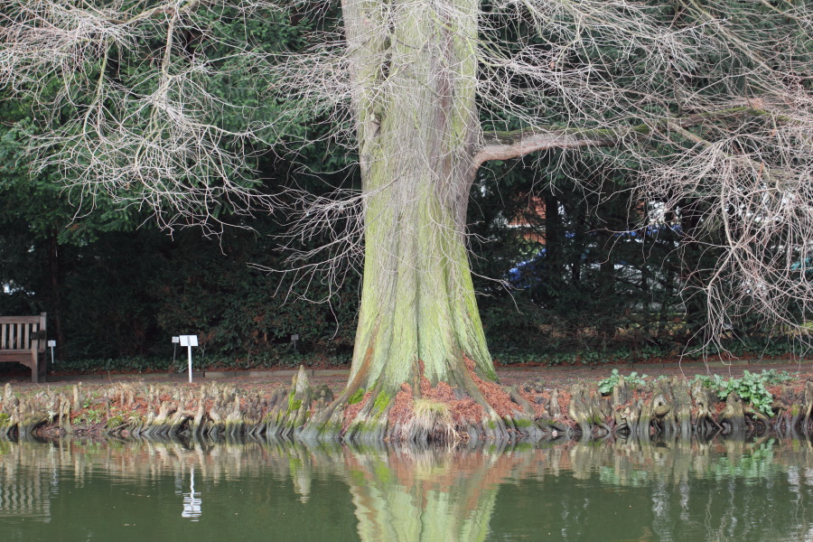 Lokation: Deutschland | Nordrhein-Westfalen | Bonn | Poppelsdorf Kategorien: See, Baum, Datum: 26.02.2015