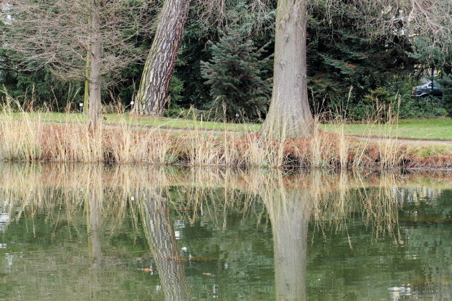 Lokation: Deutschland | Nordrhein-Westfalen | Bonn | Poppelsdorf Kategorien: See, Baum, Datum: 26.02.2015