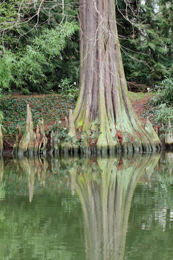 Lokation: Deutschland | Nordrhein-Westfalen | Bonn | Poppelsdorf Kategorien: See, Baum, Datum: 26.02.2015
