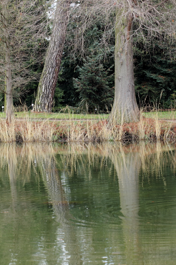 Lokation: Deutschland | Nordrhein-Westfalen | Bonn | Poppelsdorf Kategorien: See, Baum, Datum: 26.02.2015