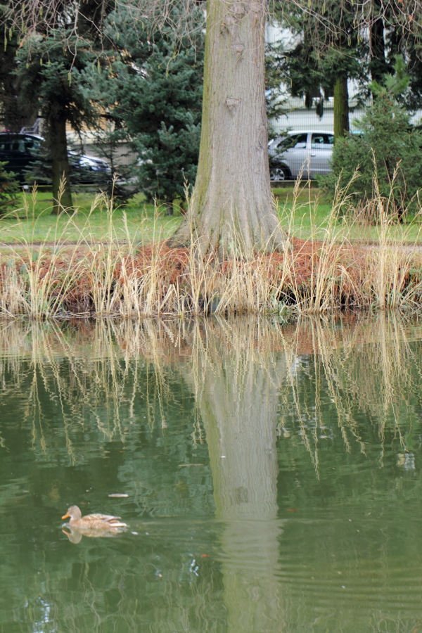 Lokation: Deutschland | Nordrhein-Westfalen | Bonn | Poppelsdorf Kategorien: See, Baum, Datum: 26.02.2015