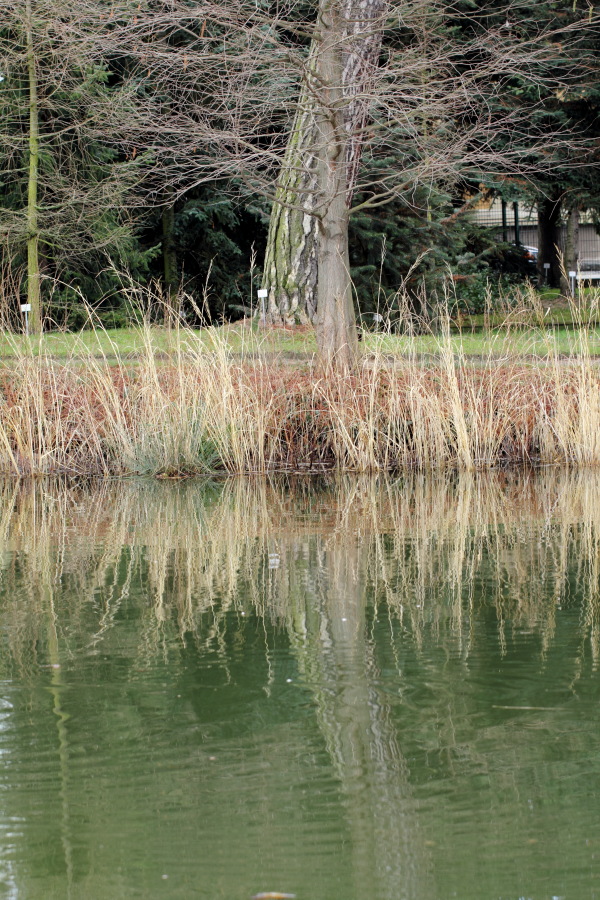 Lokation: Deutschland | Nordrhein-Westfalen | Bonn | Poppelsdorf Kategorien: See, Baum, Datum: 26.02.2015