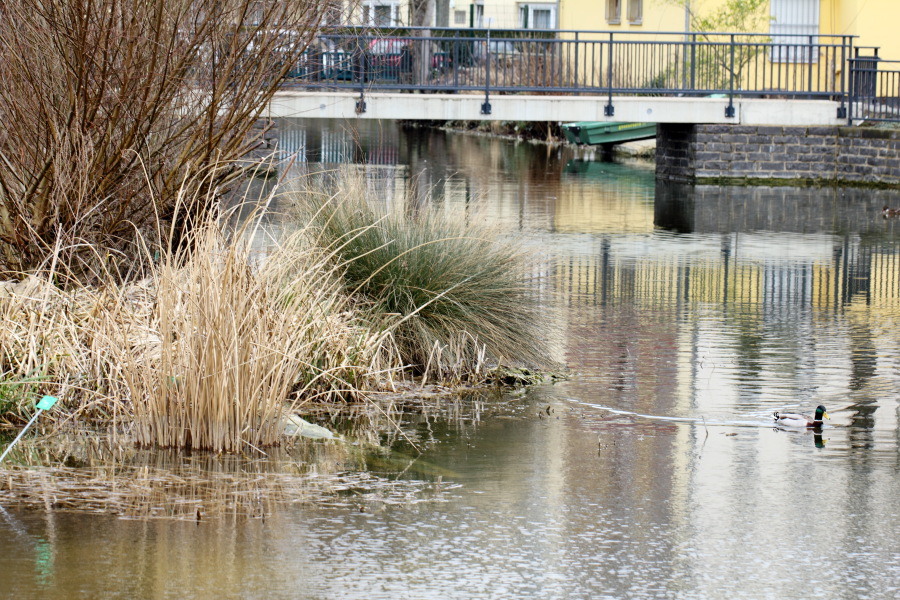 Lokation: Deutschland | Nordrhein-Westfalen | Bonn | Poppelsdorf Kategorien: See, Datum: 26.02.2015