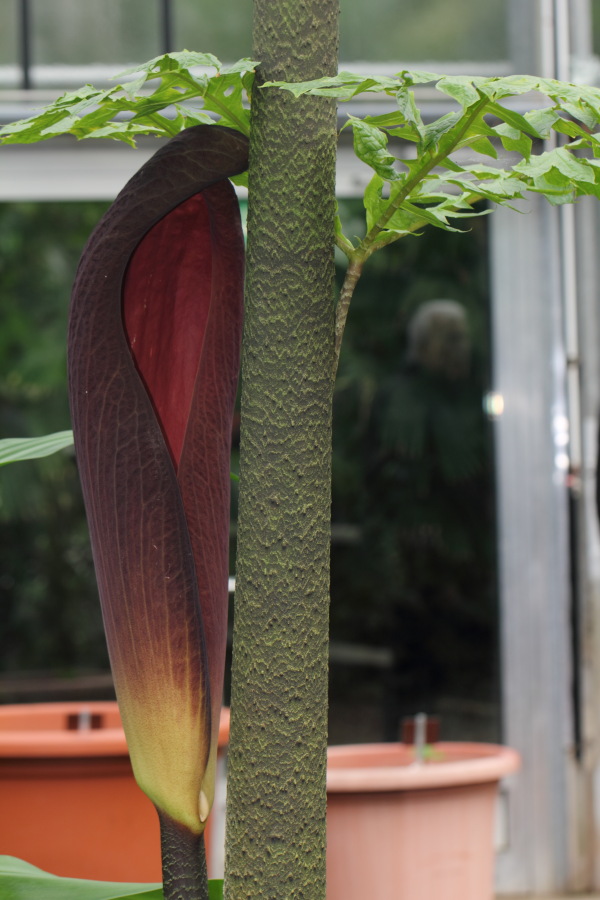 Lokation: Deutschland | Nordrhein-Westfalen | Bonn | Poppelsdorf Kategorien: Gewächshaus, Datum: 26.02.2015