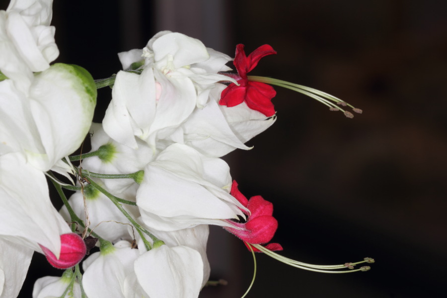 Lokation: Deutschland | Nordrhein-Westfalen | Bonn | Poppelsdorf Kategorien: Gewächshaus, Datum: 26.02.2015