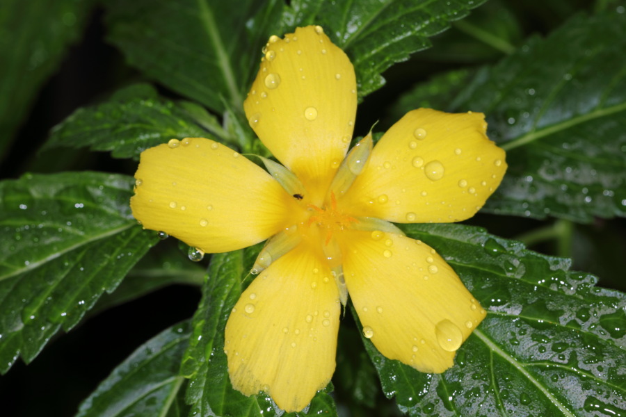 Lokation: Deutschland | Nordrhein-Westfalen | Bonn | Poppelsdorf Kategorien: Gewächshaus, Datum: 26.02.2015