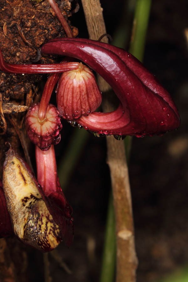 Aristolochia cauliflora, Lokation: Deutschland | Nordrhein-Westfalen | Bonn | Poppelsdorf Kategorien: Gewächshaus, Familie: Aristolochiaceae (Osterluzeigewächse ), Datum: 26.02.2015
