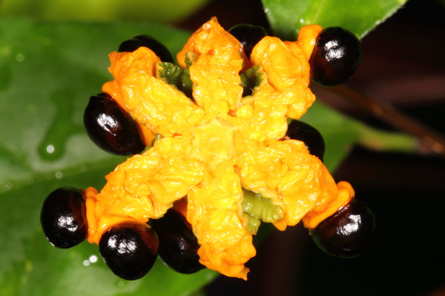 Lokation: Deutschland | Nordrhein-Westfalen | Bonn | Poppelsdorf Kategorien: Gewächshaus, Datum: 26.02.2015