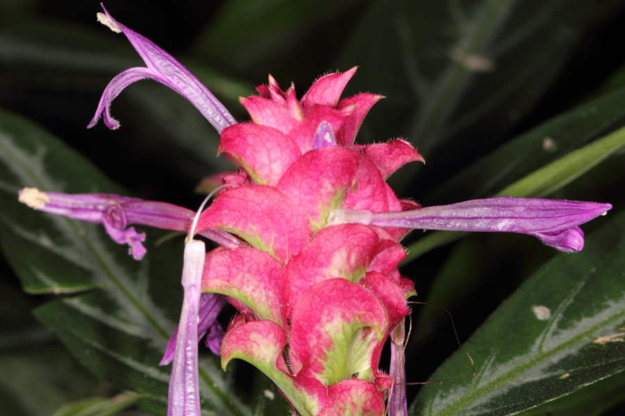 Porphyrocoma lanceolata, Lokation: Deutschland | Nordrhein-Westfalen | Bonn | Poppelsdorf Kategorien: Gewächshaus, Familie: Acanthaceae (Akanthusgewächse ), Datum: 26.02.2015