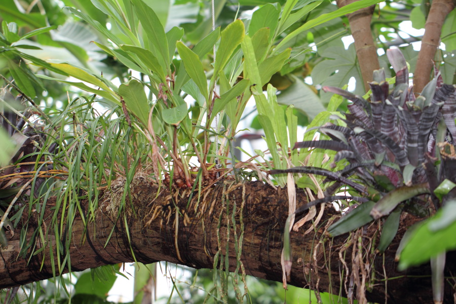 Lokation: Deutschland | Nordrhein-Westfalen | Bonn | Poppelsdorf Kategorien: Gewächshaus, Datum: 26.02.2015