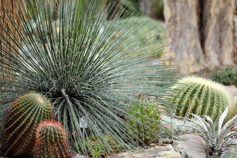 Lokation: Deutschland | Nordrhein-Westfalen | Bonn | Poppelsdorf Kategorien: Gewächshaus, Datum: 26.02.2015