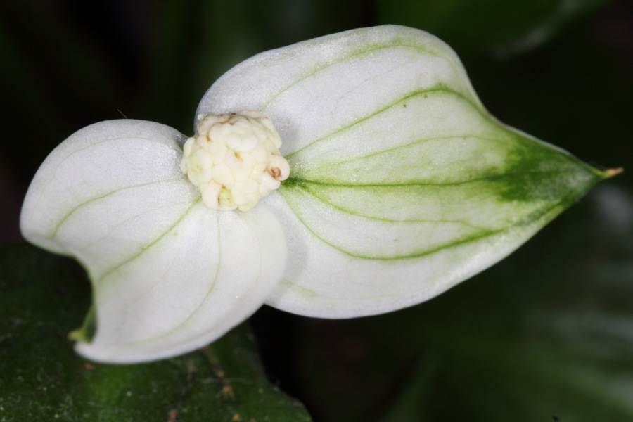 Spathiphyllum wallisii (Einblatt), Lokation: Deutschland | Nordrhein-Westfalen | Bergisch Gladbach | Rodemich Kategorien: Pflanzenwand, Familie: Araceae (Aronstabgewächse ), Datum: 27.02.2015