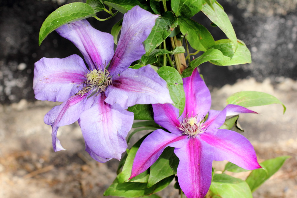 Clematis, Lokation: Deutschland | Nordrhein-Westfalen | Bergisch Gladbach | Rodemich Kategorien: Blüte, Familie: Ranunculaceae (Hahnenfußgewächse ), Datum: 24.05.2015