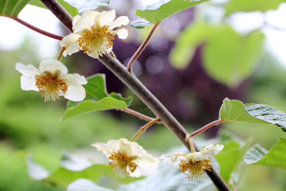 Actinidia deliciosa (Kiwi 'Jenny'), Lokation: Deutschland | Nordrhein-Westfalen | Bergisch Gladbach | Rodemich Kategorien: Blüte, Familie: Actinidiaceae (Strahlengriffelgewächse ), Datum: 03.06.2015