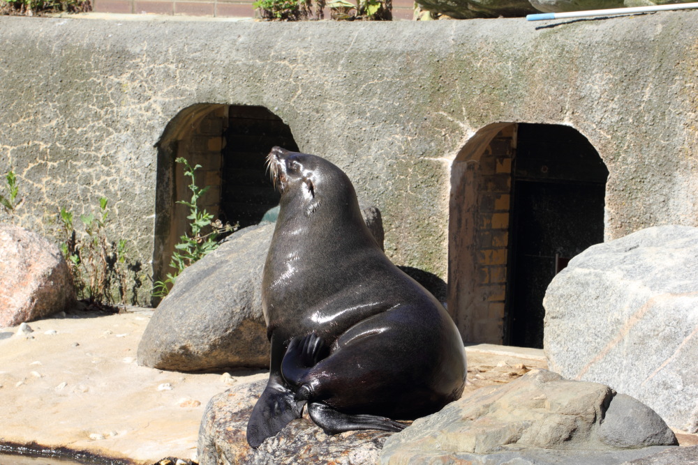 Lokation: Deutschland | Sachsen | Leipzig | Leipzig Kategorien: Zoo, Datum: 01.07.2015