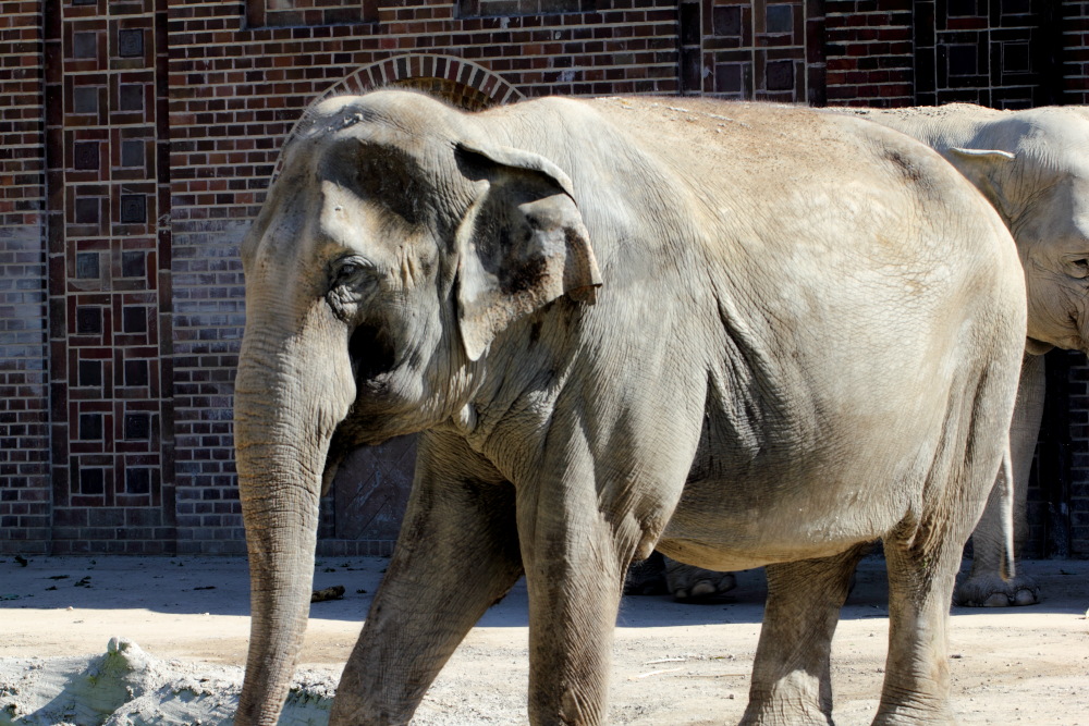 Lokation: Deutschland | Sachsen | Leipzig | Leipzig Kategorien: Zoo, Datum: 01.07.2015