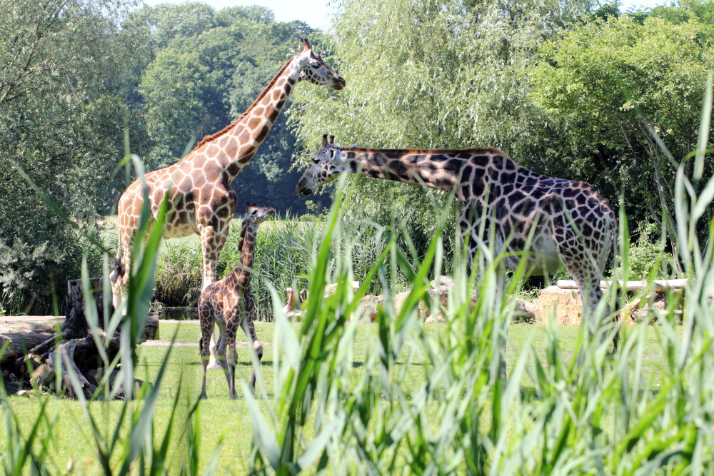 Giraffa camelopardalis rothschildi (Rothschildgiraffe), Lokation: Deutschland | Sachsen | Leipzig | Gohlis Kategorien: Zoo, Familie: Giraffidae (Giraffenartige), Datum: 01.07.2015