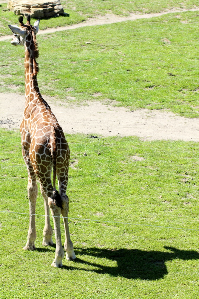 Giraffa camelopardalis rothschildi (Rothschildgiraffe), Lokation: Deutschland | Sachsen | Leipzig | Gohlis Kategorien: Zoo, Familie: Giraffidae (Giraffenartige), Datum: 01.07.2015