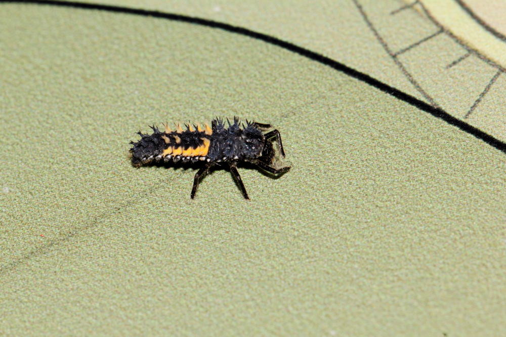 Lokation: Deutschland | Sachsen | Leipzig | Leipzig Kategorien: Insekten, Datum: 01.07.2015