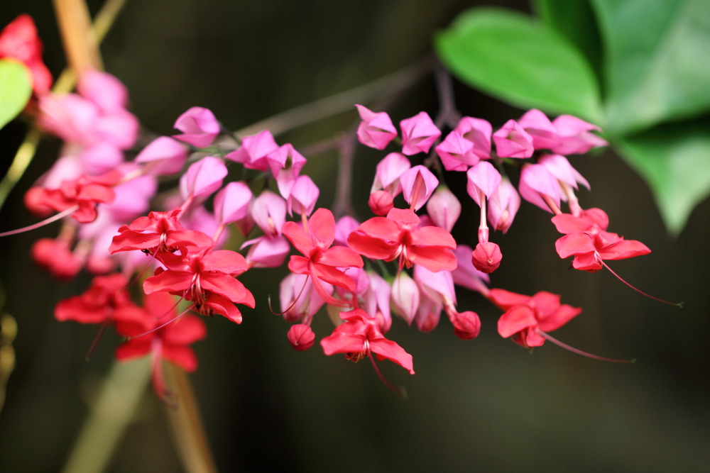 Lokation: Deutschland | Sachsen | Leipzig | Leipzig Kategorien: Gewächshaus, Datum: 01.07.2015