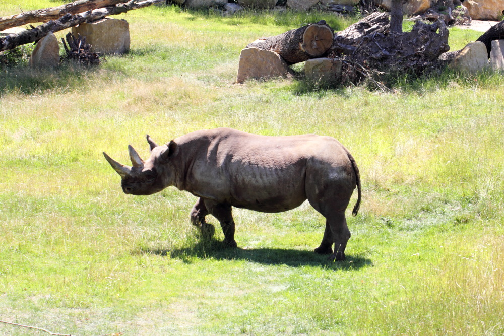 Lokation: Deutschland | Sachsen | Leipzig | Leipzig Kategorien: Zoo, Datum: 01.07.2015