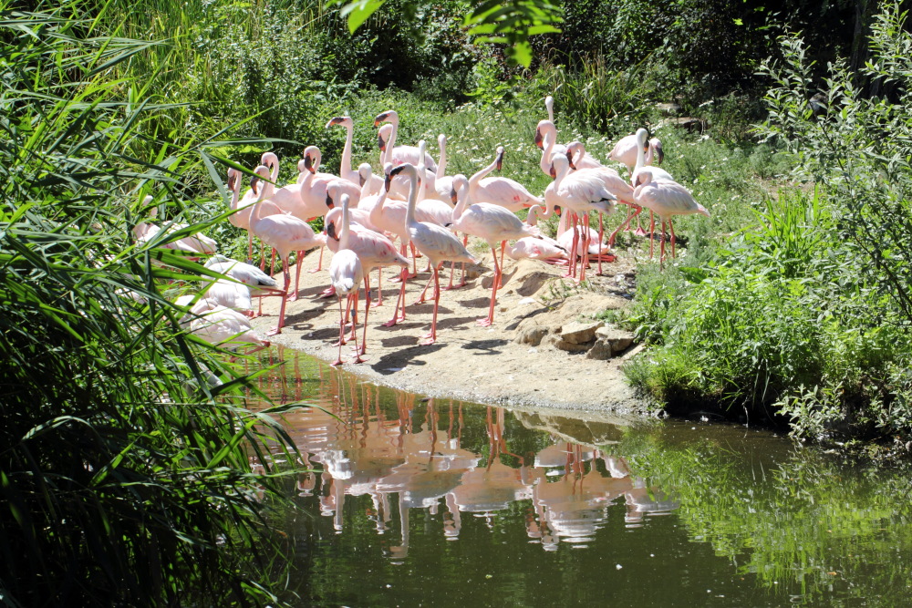 Lokation: Deutschland | Sachsen | Leipzig | Gohlis Kategorien: Zoo, Datum: 01.07.2015