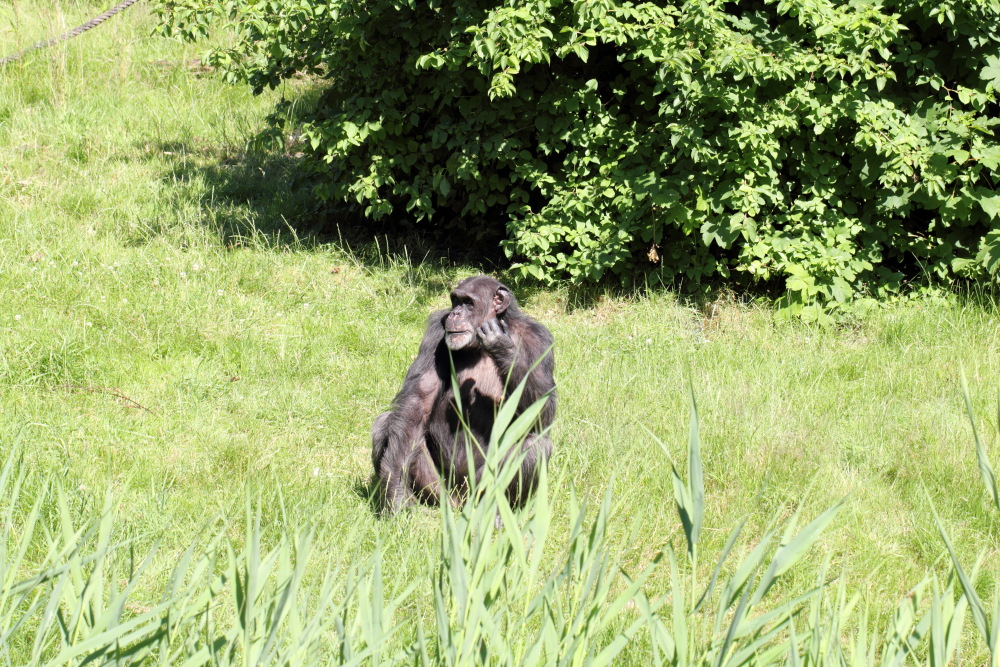 Lokation: Deutschland | Sachsen | Leipzig | Gohlis Kategorien: Zoo, Datum: 01.07.2015