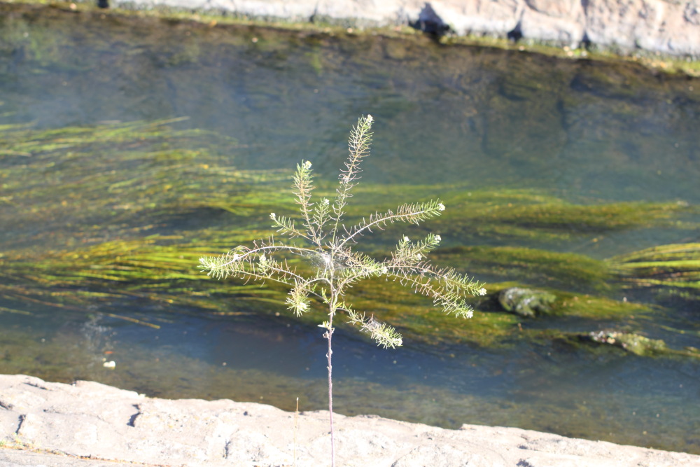 Lokation: Deutschland | Sachsen | Leipzig | Leipzig Kategorien: Habitus, Datum: 01.07.2015