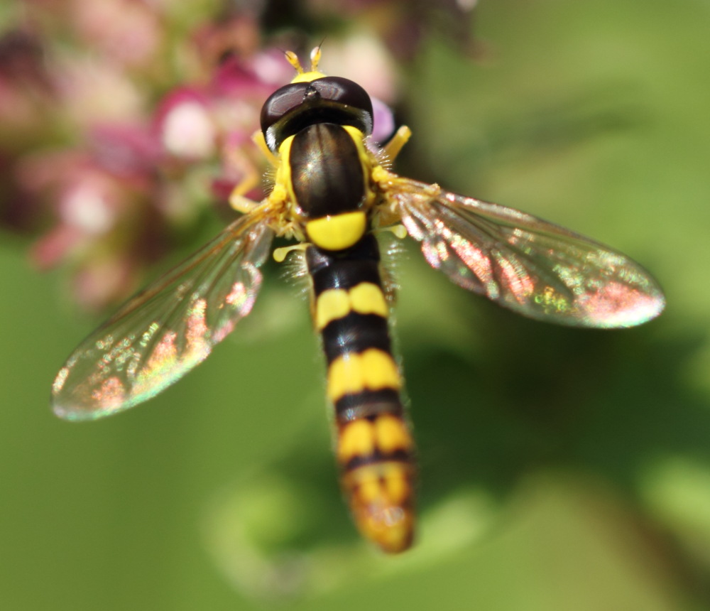 Männchen der Gemeinen Stiftschwebfliege (Sphaerophoria scripta), Lokation: Deutschland | Nordrhein-Westfalen | Bergisch Gladbach | Rodemich Kategorien: Fliegen, Familie: Syrphidae (Schwebfliegen), Datum: 02.08.2015