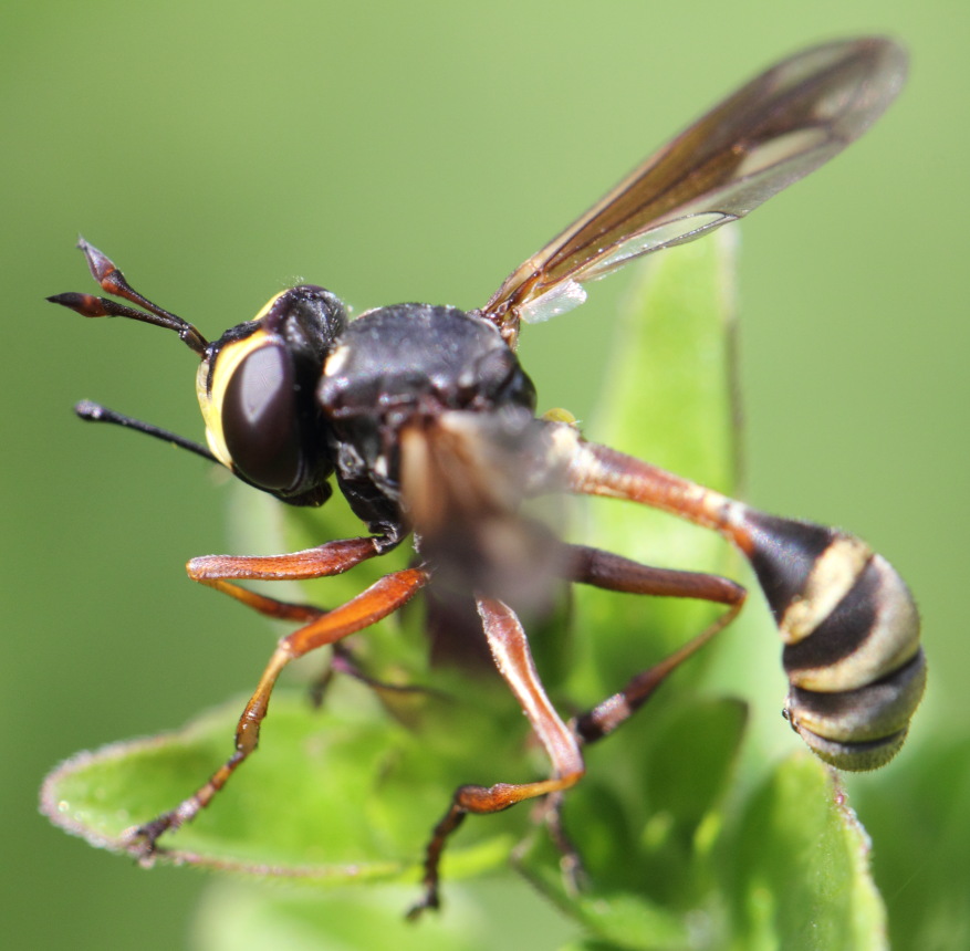 Stieldickkopffliege (Physocephala rufipes), Lokation: Deutschland | Nordrhein-Westfalen | Bergisch Gladbach | Rodemich Kategorien: Fliegen, Familie: Conopidae (Blasenkopffliegen), Datum: 02.08.2015