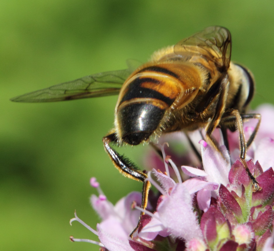 Mistbiene (Eristalis tenax), Lokation: Deutschland | Nordrhein-Westfalen | Bergisch Gladbach | Rodemich Kategorien: Fliegen, Familie: Syrphidae (Schwebfliegen), Datum: 02.08.2015