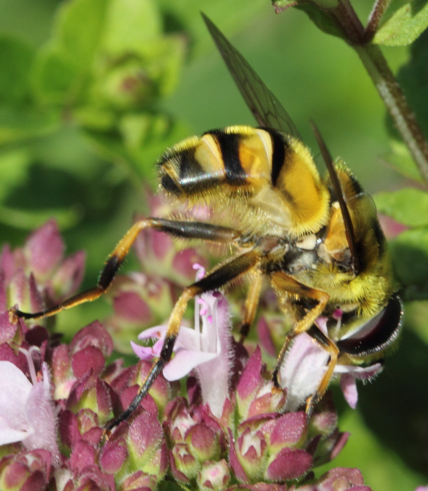Totenkopf-Schwebefliege (Myopa florea), Lokation: Deutschland | Nordrhein-Westfalen | Bergisch Gladbach | Rodemich Kategorien: Fliegen, Familie: Conopidae (Blasenkopffliegen), Datum: 02.08.2015