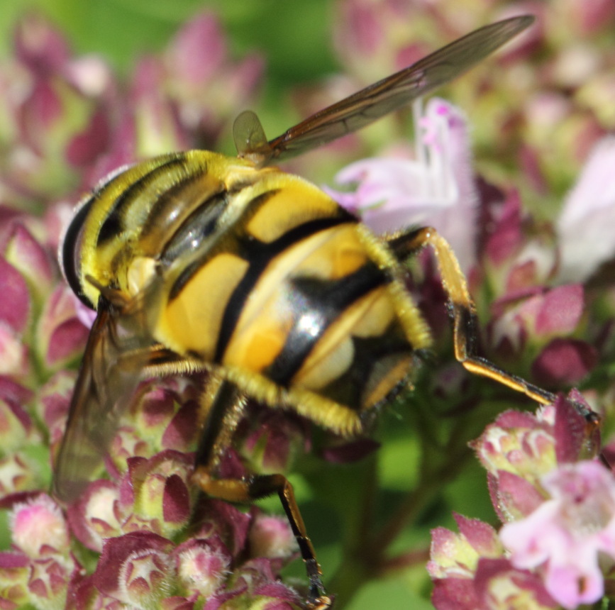 Totenkopf-Schwebefliege (Myopa florea), Lokation: Deutschland | Nordrhein-Westfalen | Bergisch Gladbach | Rodemich Kategorien: Fliegen, Familie: Conopidae (Blasenkopffliegen), Datum: 02.08.2015