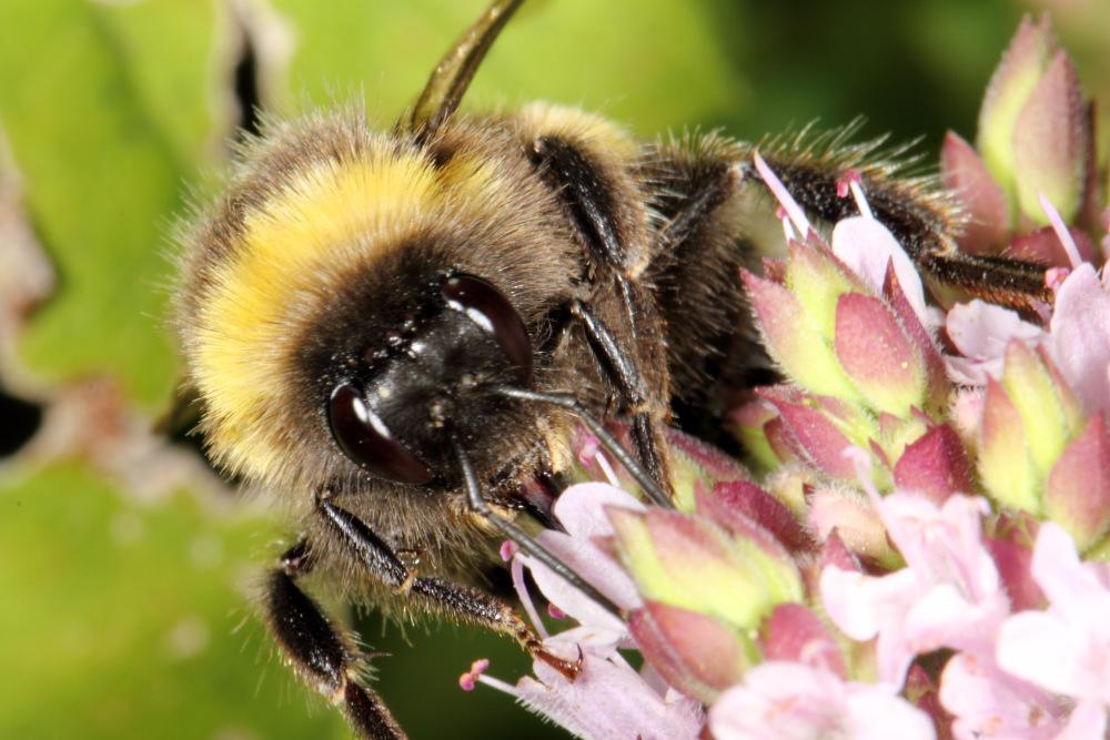 Lokation: Deutschland | Nordrhein-Westfalen | Bergisch Gladbach | Rodemich Kategorien: Bienen, Datum: 05.08.2015