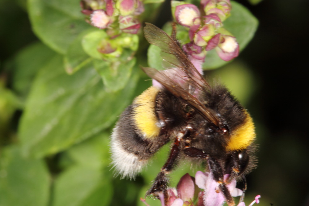 Lokation: Deutschland | Nordrhein-Westfalen | Bergisch Gladbach | Rodemich Kategorien: Bienen, Datum: 05.08.2015