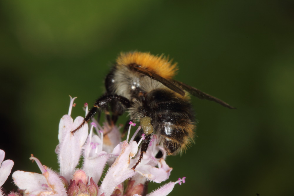 Lokation: Deutschland | Nordrhein-Westfalen | Bergisch Gladbach | Rodemich Kategorien: Bienen, Datum: 05.08.2015
