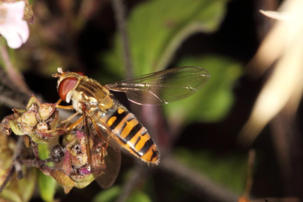 Lokation: Deutschland | Nordrhein-Westfalen | Bergisch Gladbach | Rodemich Kategorien: Fliegen, Datum: 05.08.2015