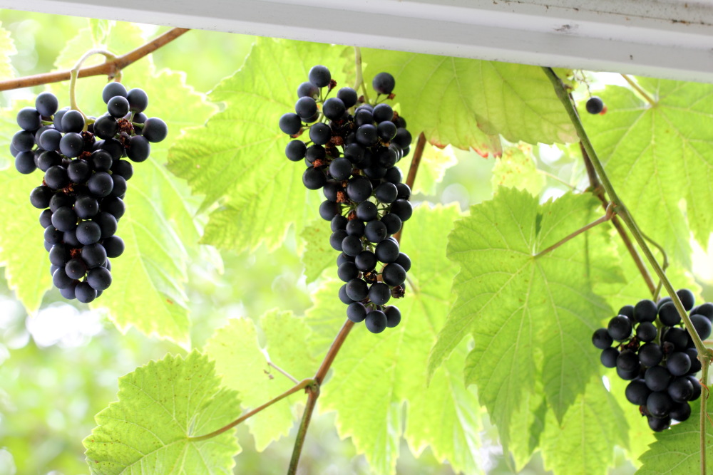 Lokation: Deutschland | Nordrhein-Westfalen | Bergisch Gladbach | Rodemich Kategorien: Früchte, Permakultur, Datum: 15.08.2015