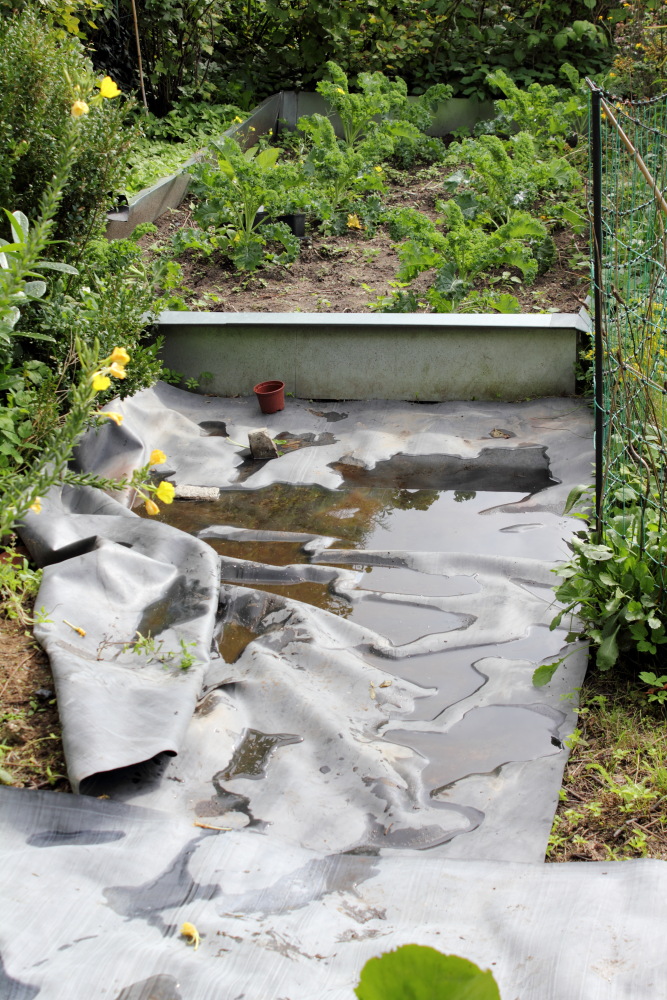 Lokation: Deutschland | Nordrhein-Westfalen | Bergisch Gladbach | Rodemich Kategorien: Bau, Naturgarten, Datum: 20.09.2015