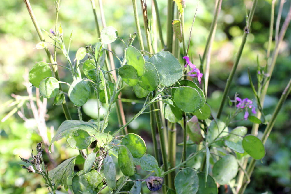 Einjähriges Silberblatt (Lunaria annua), Lokation: Deutschland | Nordrhein-Westfalen | Bergisch Gladbach | Rodemich Kategorien: Habitus, Naturgarten, Familie: Brassicaceae (Kreuzblütler ), Datum: 27.09.2015