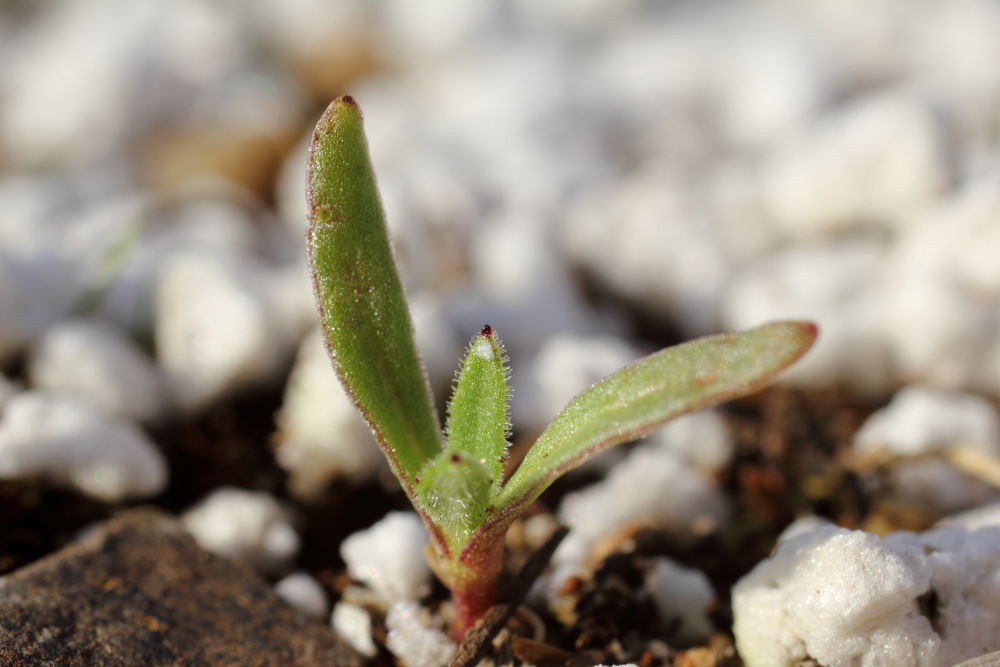 Acker-Ringelblume (Calendula arvensis), Lokation: Deutschland | Nordrhein-Westfalen | Bergisch Gladbach | Rodemich Kategorien: Keimlinge, Familie: Asteraceae (Korbblütler ), Datum: 03.10.2015
