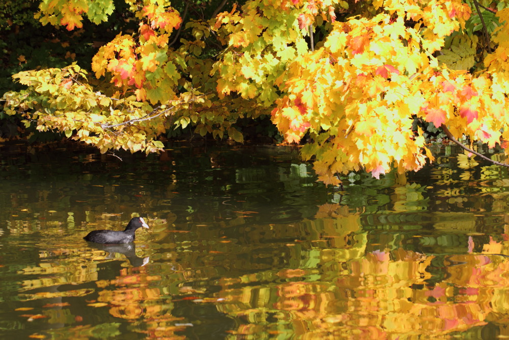 Kategorien: Vögel, Herbst, Datum: 23.10.2015