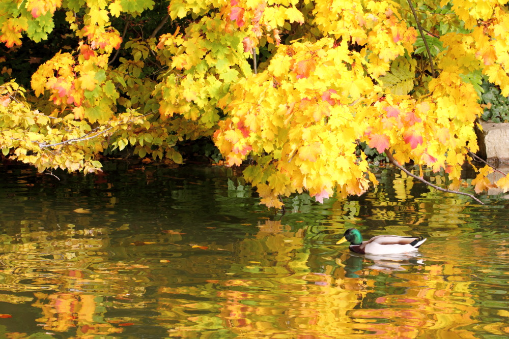 Kategorien: Vögel, Herbst, Datum: 23.10.2015