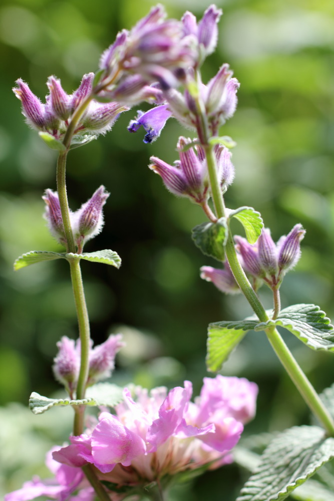 Lokation: Deutschland | Nordrhein-Westfalen | Bergisch Gladbach | Rodemich Kategorien: Naturgarten, Datum: 31.10.2015
