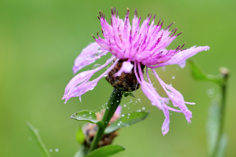Lokation: Deutschland | Saarland | Oberthal | Steinberg-Deckenhardt Kategorien: Blüte, Datum: 04.11.2015