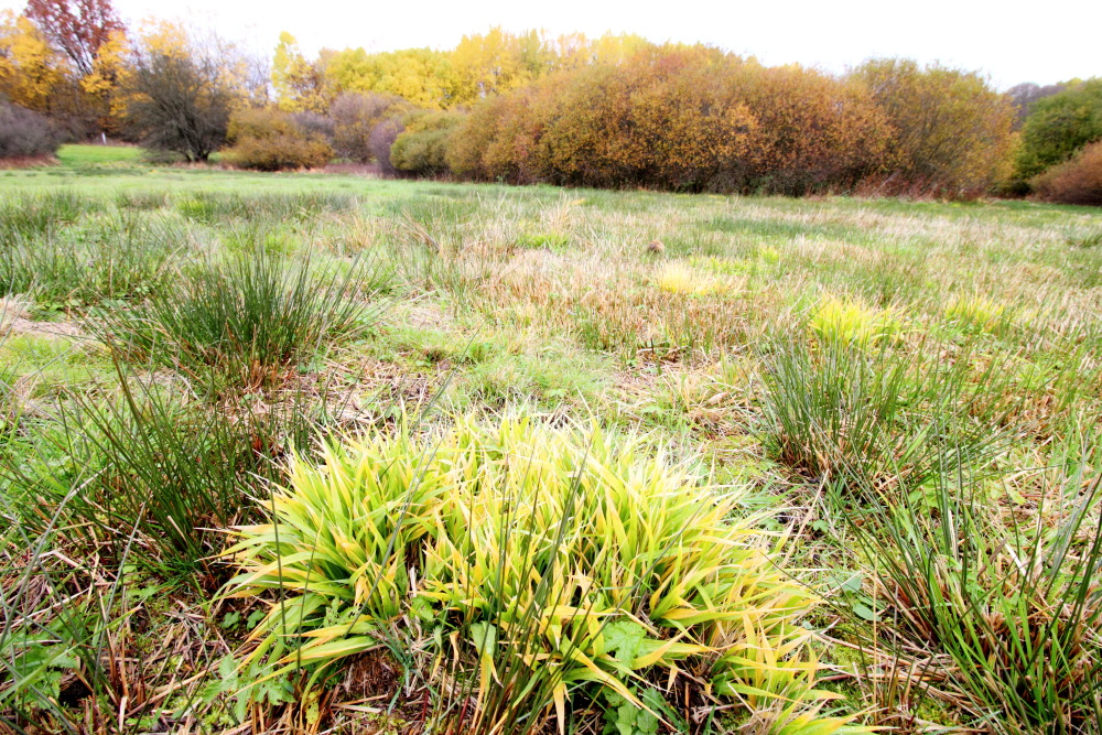 Lokation: Deutschland | Saarland | Oberthal | Steinberg-Deckenhardt Kategorien: Herbst, Datum: 04.11.2015