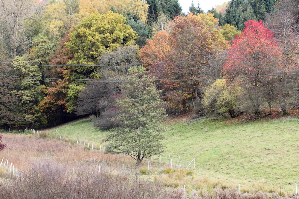 Lokation: Deutschland | Saarland | Ottweiler | Neumünster Kategorien: Herbst, Datum: 04.11.2015
